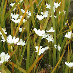 Cultivated (October).<br>Photographer: John Smith-Dodsworth, Licence: <a target='_blank' href='https://creativecommons.org/licenses/by-nc/4.0'>CC BY-NC</a>.