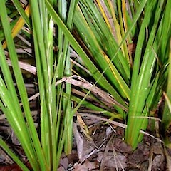 Cultivated. Stoloniferous habit. Sep 2006.<br>Photographer: Peter J de Lange, Licence: <a target='_blank' href='https://creativecommons.org/licenses/by-nc/4.0'>CC BY-NC</a>.
