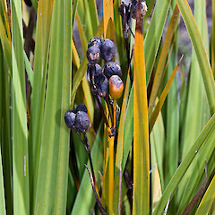 In cultivation.<br>Photographer: Jeremy R. Rolfe, Date taken: 19/10/2007, Licence: <a target='_blank' href='https://creativecommons.org/licenses/by/4.0'>CC BY</a>. <a class='member-message' href='/nzpcn/why-join-nzpcn/' target='_blank'>Members can view a larger version of this image.</a>