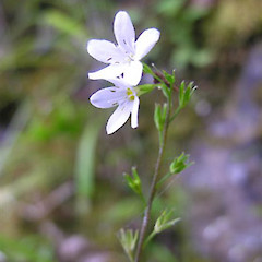Close up of flower at Maunganuku.<br>Photographer: Mike Thorsen, Licence: All rights reserved.