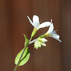 Inflorescence, cultivated.<br>Photographer: Mike Thorsen, Licence: All rights reserved.