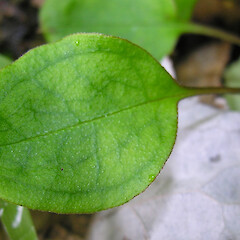 Maunganuka.<br>Photographer: Mike Thorsen, Licence: All rights reserved. <a class='member-message' href='/nzpcn/why-join-nzpcn/' target='_blank'>Members can view a larger version of this image.</a>