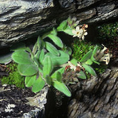 Jamieson Saddle.<br>Photographer: John Smith-Dodsworth, Licence: <a target='_blank' href='https://creativecommons.org/licenses/by-nc/4.0'>CC BY-NC</a>.
