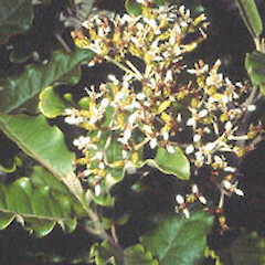 Olearia angulata