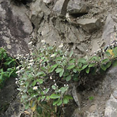 Ohau Bluff, Kaikoura.<br>Photographer: John Smith-Dodsworth, Licence: <a target='_blank' href='https://creativecommons.org/licenses/by-nc/4.0'>CC BY-NC</a>.