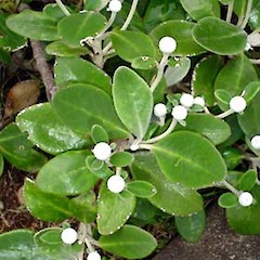 Ohau Bluff variant in cultivation. Dec 2006.<br>Photographer: Peter J de Lange, Licence: <a target='_blank' href='https://creativecommons.org/licenses/by-nc/4.0'>CC BY-NC</a>.