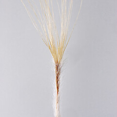Cypsela. In cultivation.<br>Photographer: Jeremy R. Rolfe, Date taken: 05/02/2007, Licence: <a target='_blank' href='https://creativecommons.org/licenses/by/4.0'>CC BY</a>. <a class='member-message' href='/nzpcn/why-join-nzpcn/' target='_blank'>Members can view a larger version of this image.</a>