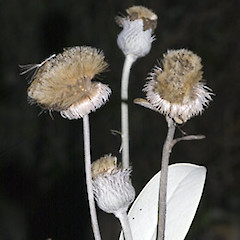 In cultivation, Stokes Valley. Feb 2006.<br>Photographer: Jeremy R. Rolfe, Licence: <a target='_blank' href='https://creativecommons.org/licenses/by/4.0'>CC BY</a>.
