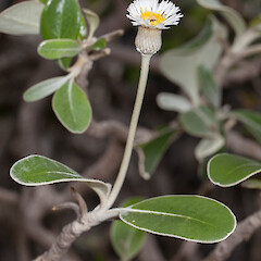Pachystegia minor.<br>Photographer: Mike Thorsen, Licence: All rights reserved. <a class='member-message' href='/nzpcn/why-join-nzpcn/' target='_blank'>Members can view a larger version of this image.</a>
