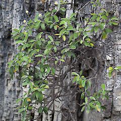 Pachystegia minor.<br>Photographer: Mike Thorsen, Licence: All rights reserved. <a class='member-message' href='/nzpcn/why-join-nzpcn/' target='_blank'>Members can view a larger version of this image.</a>
