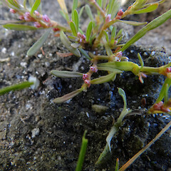 Polygonum plebeium