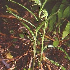 Pterostylis porrecta.<br>Photographer: Ian St George, Licence: All rights reserved.