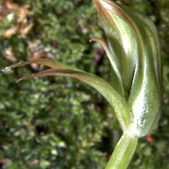 Profile.<br>Photographer: Eric Scanlen, Licence: <a target='_blank' href='https://creativecommons.org/licenses/by-nc/4.0'>CC BY-NC</a>.