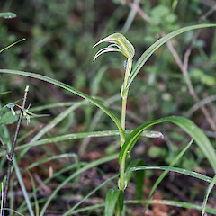 Eastern Wairarapa.<br>Photographer: Jeremy R. Rolfe, Date taken: 09/12/2015, Licence: <a target='_blank' href='https://creativecommons.org/licenses/by/4.0'>CC BY</a>. <a class='member-message' href='/nzpcn/why-join-nzpcn/' target='_blank'>Members can view a larger version of this image.</a>
