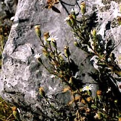 Vittadinia australis