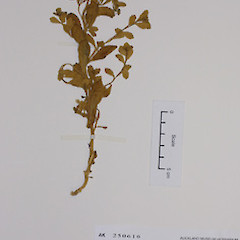 Lepidium obtusatum - probably the last gathering ever made of this species (1950).<br>Photographer: Ewen Cameron, Licence: <a target='_blank' href='https://creativecommons.org/licenses/by-nc/4.0'>CC BY-NC</a>.