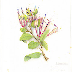 A painting by Fanny Osbourne from Great Barrier Island, phorograph kindly provided by the Auckland Museum.<br>Photographer: Fanny Osbourne, Licence: All rights reserved.
