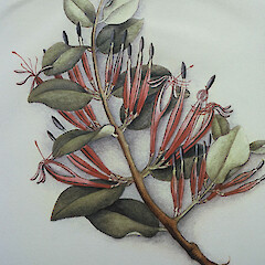 Painting by F. Osbourne from Great Barrier Island.<br>Photographer: Peter J de Lange, Licence: <a target='_blank' href='https://creativecommons.org/licenses/by-nc/4.0'>CC BY-NC</a>. <a class='member-message' href='/nzpcn/why-join-nzpcn/' target='_blank'>Members can view a larger version of this image.</a>