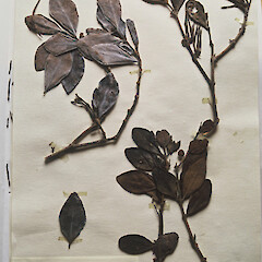 Townson, Hape Stream - Herbarium specimen.<br>Photographer: Peter J de Lange, Licence: <a target='_blank' href='https://creativecommons.org/licenses/by-nc/4.0'>CC BY-NC</a>. <a class='member-message' href='/nzpcn/why-join-nzpcn/' target='_blank'>Members can view a larger version of this image.</a>