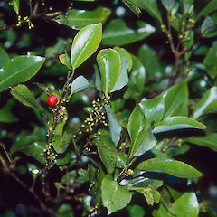 Boulder Hill, Lower Hutt.<br>Photographer: Jeremy R. Rolfe, Date taken: 28/05/2005, Licence: <a target='_blank' href='https://creativecommons.org/licenses/by/4.0'>CC BY</a>.
