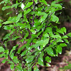 Herepai Ridge, Tararua Forest Park.<br>Photographer: Jeremy R. Rolfe, Date taken: 05/06/2010, Licence: <a target='_blank' href='https://creativecommons.org/licenses/by/4.0'>CC BY</a>.
