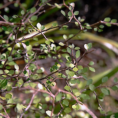 Pinehaven, Upper Hutt.<br>Photographer: Jeremy R. Rolfe, Date taken: 12/01/2005, Licence: <a target='_blank' href='https://creativecommons.org/licenses/by/4.0'>CC BY</a>.