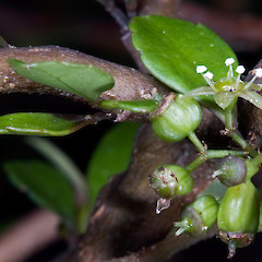 In cultivation.<br>Photographer: Jeremy R. Rolfe, Date taken: 12/01/2009, Licence: <a target='_blank' href='https://creativecommons.org/licenses/by/4.0'>CC BY</a>.
