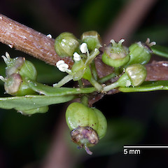 In cultivation.<br>Photographer: Jeremy R. Rolfe, Date taken: 12/01/2009, Licence: <a target='_blank' href='https://creativecommons.org/licenses/by/4.0'>CC BY</a>.