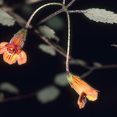 Waipoua.<br>Photographer: Jeremy R. Rolfe, Date taken: 14/12/1982, Licence: <a target='_blank' href='https://creativecommons.org/licenses/by/4.0'>CC BY</a>.
