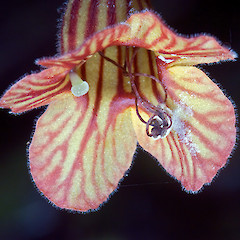 Stigma and stamens. Tamahunga, Omaha.<br>Photographer: Jeremy R. Rolfe, Date taken: 14/10/2009, Licence: <a target='_blank' href='https://creativecommons.org/licenses/by/4.0'>CC BY</a>.