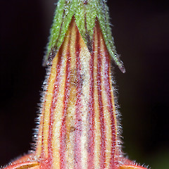 Calyx and corolla tube. Tamahunga, Omaha.<br>Photographer: Jeremy R. Rolfe, Date taken: 14/10/2009, Licence: <a target='_blank' href='https://creativecommons.org/licenses/by/4.0'>CC BY</a>.