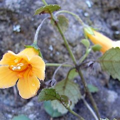 Yellow flower.<br>Photographer: Bill Clarkson, Date taken: 01/04/2006, Licence: <a target='_blank' href='https://creativecommons.org/licenses/by-nc/4.0'>CC BY-NC</a>.