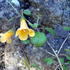 Yellow flower.<br>Photographer: Bill Clarkson, Date taken: 01/04/2006, Licence: <a target='_blank' href='https://creativecommons.org/licenses/by-nc/4.0'>CC BY-NC</a>.
