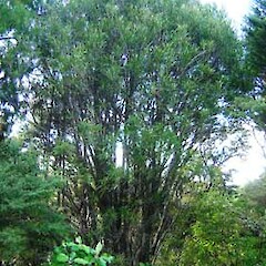 Toronia toru