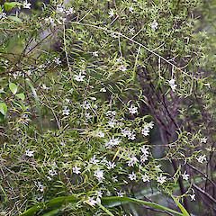 Kaitoke, Upper Hutt.<br>Photographer: Jeremy R. Rolfe, Date taken: 04/01/2008, Licence: <a target='_blank' href='https://creativecommons.org/licenses/by/4.0'>CC BY</a>.