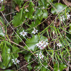 Silverstream, Upper Hutt.<br>Photographer: Jeremy R. Rolfe, Date taken: 18/12/2013, Licence: <a target='_blank' href='https://creativecommons.org/licenses/by/4.0'>CC BY</a>.