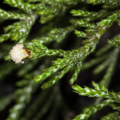 Helichrysum simpsonii