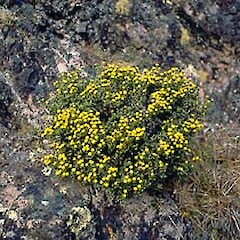 Helichrysum parvifolium