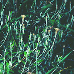 Helichrysum filicaule