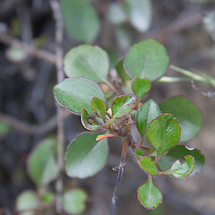 Veronica hulkeana subsp. evestita