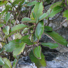 Veronica hulkeana subsp. hulkeana