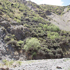 Emergent through briar, matagouri, Clarence Reserves.<br>Photographer: Simon Moore, Licence: <a target='_blank' href='https://creativecommons.org/licenses/by-sa/4.0'>CC BY-SA</a>. <a class='member-message' href='/nzpcn/why-join-nzpcn/' target='_blank'>Members can view a larger version of this image.</a>
