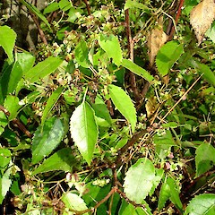 Hoheria populnea.<br>Photographer: Peter J de Lange, Licence: <a target='_blank' href='https://creativecommons.org/licenses/by-nc/4.0'>CC BY-NC</a>.