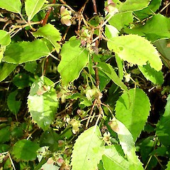 Hoheria populnea.<br>Photographer: Peter J de Lange, Licence: <a target='_blank' href='https://creativecommons.org/licenses/by-nc/4.0'>CC BY-NC</a>.