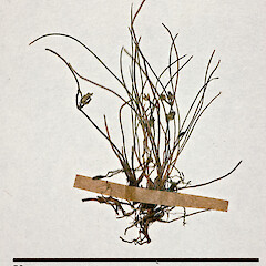 Isolepis subtilissima
