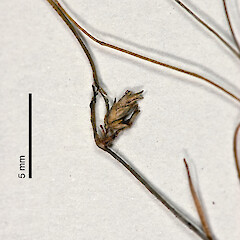 Herbarium specimen: AK 105038. Photographed with permission of Auckland Institute and Museum.<br>Photographer: Jeremy R. Rolfe, Date taken: 30/10/2007, Licence: <a target='_blank' href='https://creativecommons.org/licenses/by/4.0'>CC BY</a>. <a class='member-message' href='/nzpcn/why-join-nzpcn/' target='_blank'>Members can view a larger version of this image.</a>