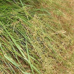 Coromandel, January.<br>Photographer: John Smith-Dodsworth, Licence: <a target='_blank' href='https://creativecommons.org/licenses/by-nc/4.0'>CC BY-NC</a>.