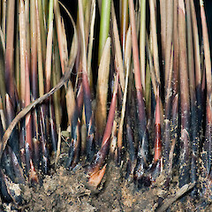 Juncus sarophorus