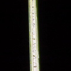 Longitudinal section of leaf showing pith. In cultivation.<br>Photographer: Jeremy R. Rolfe, Date taken: 22/10/2007, Licence: <a target='_blank' href='https://creativecommons.org/licenses/by/4.0'>CC BY</a>. <a class='member-message' href='/nzpcn/why-join-nzpcn/' target='_blank'>Members can view a larger version of this image.</a>