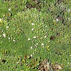 Old Man range, December.<br>Photographer: John Smith-Dodsworth, Licence: <a target='_blank' href='https://creativecommons.org/licenses/by-nc/4.0'>CC BY-NC</a>.